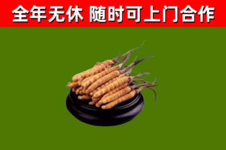 崇礼回收冬虫夏草